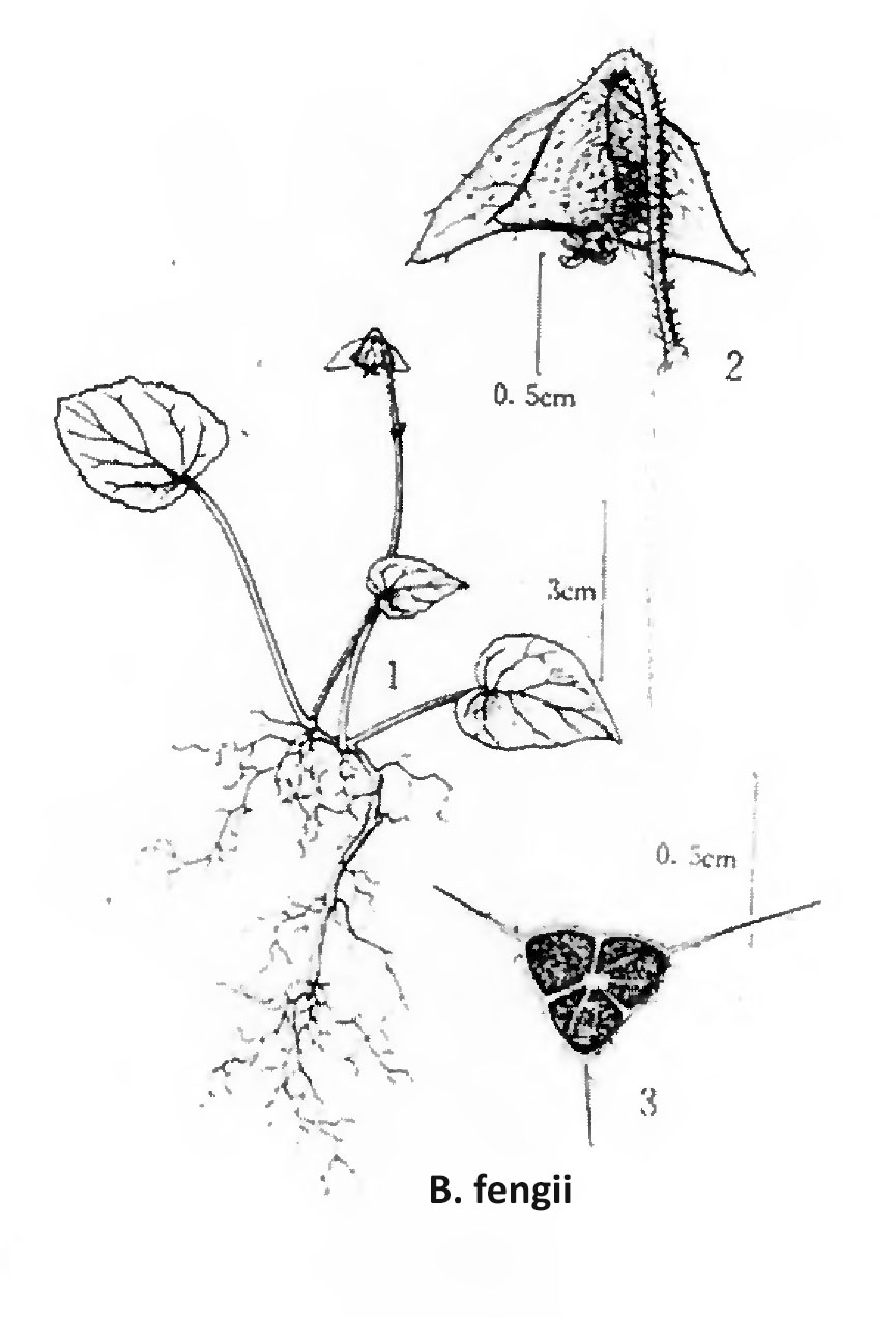 B. fengii